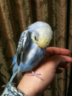 お洒落六花。