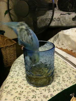 飲み過ぎ、六花。