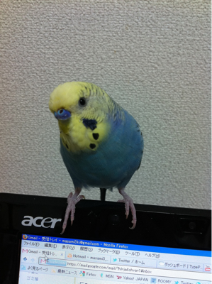 六花はお留守番。